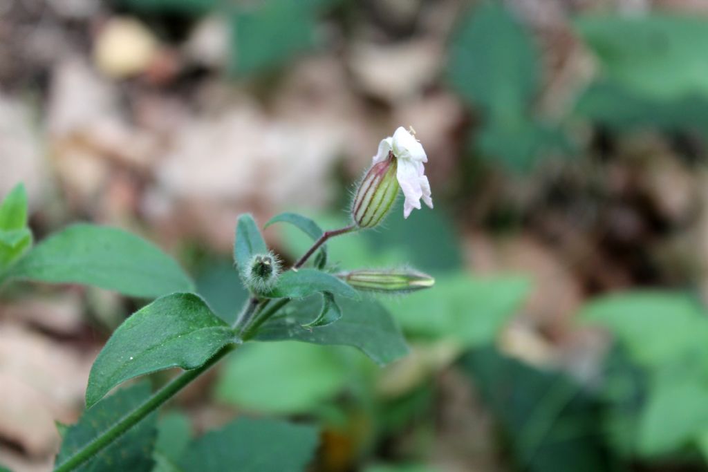 Silene alba